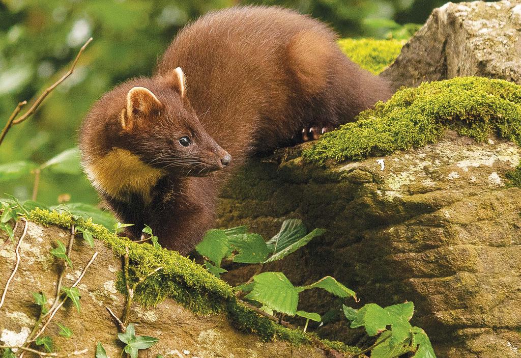 Conserve the smaller mustelids Objective: To lead on pine marten conservation We provided funding to enable the continuation of a