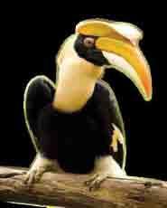Now these wonderful and beautiful Hornbills are becoming rare.