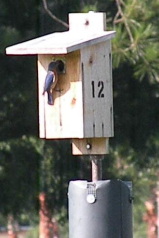 com We hope to see you there Bluebird in left pix checks out area. Then, in center pix, bird checks out the box.