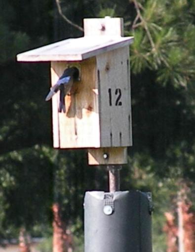 The Florida Bluebird Society is a registered IRS 501(c)(3) non-profit organization A COPY OF THE OFFICIAL