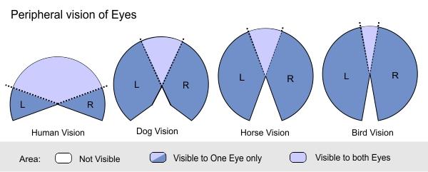 Binocular disparity Human (predator) eyes are in front of our heads: 130 degrees of overlap. Good depth perception!