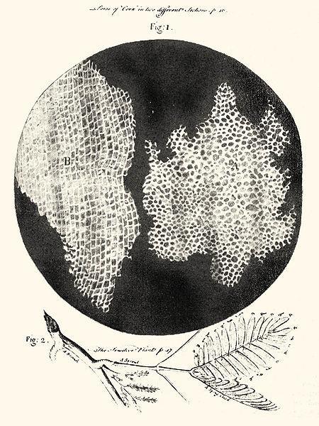 Last Time: Hooke s discoveries The cell Detailed