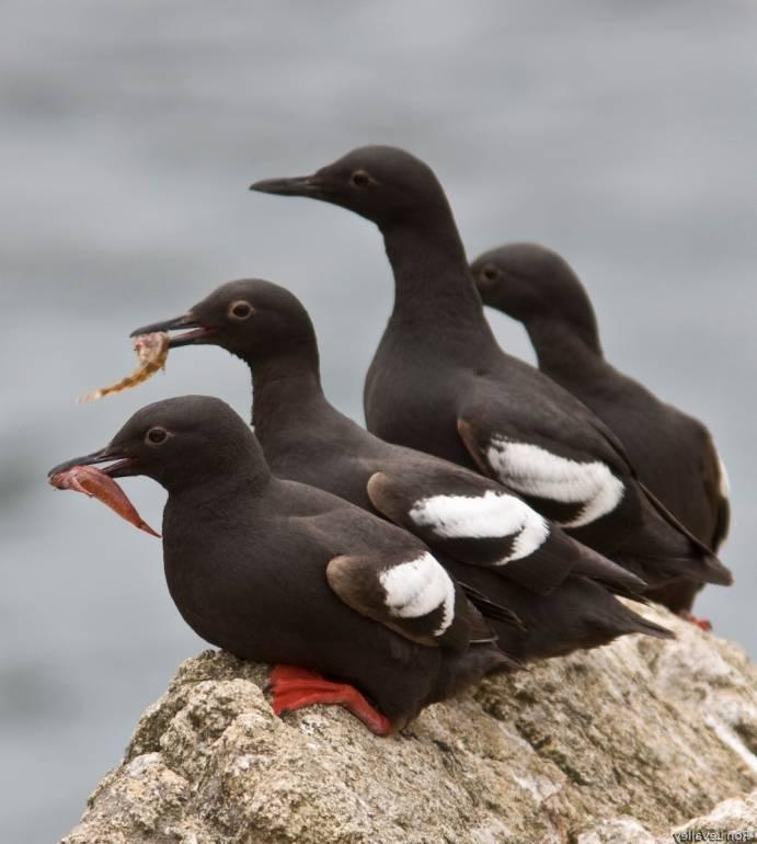 Program Goal Improve the survival of central California s seabirds by reducing human
