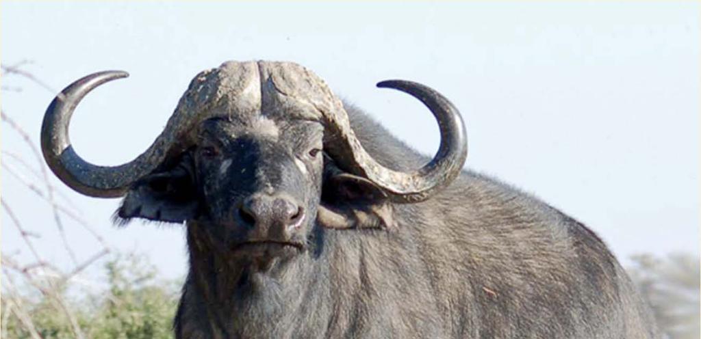 Example: cape buffalo in
