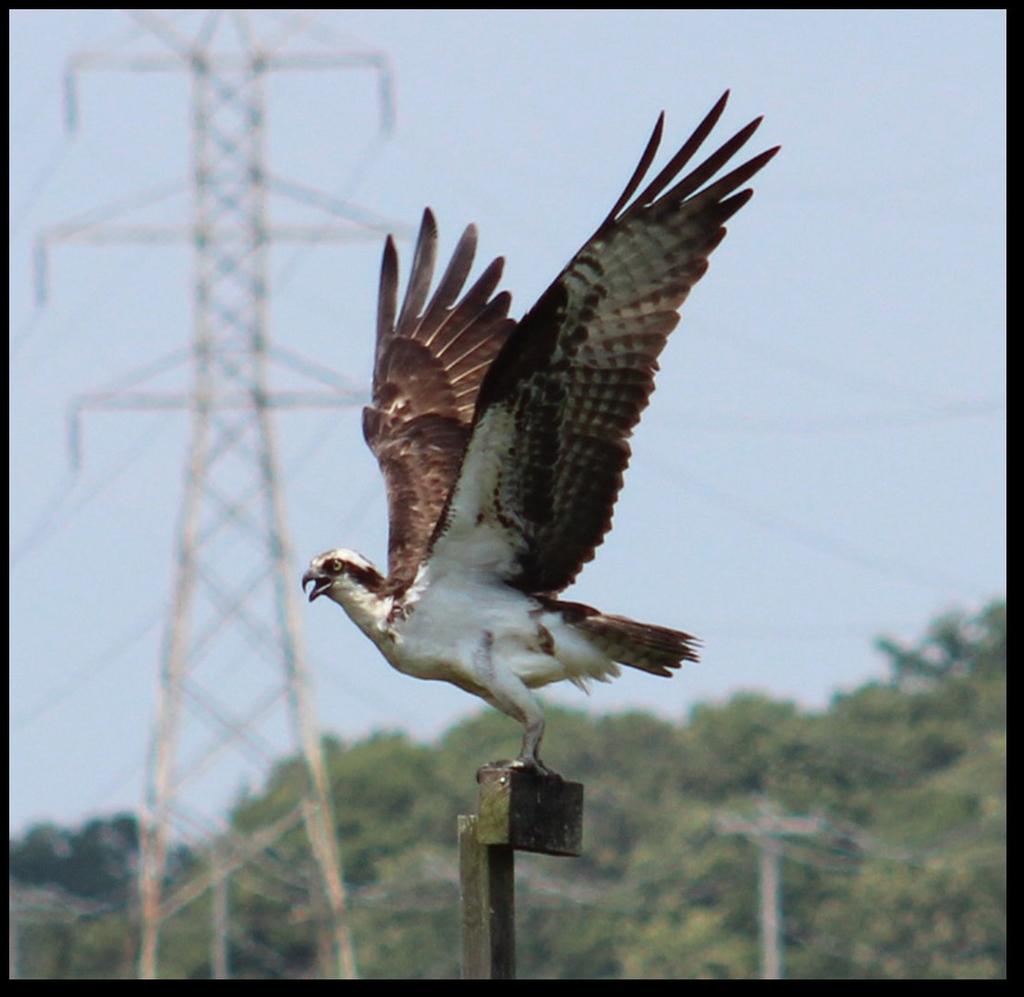 The decline of the osprey resulted from habitat loss due to human settlement along the coast, the eradication of nesting trees, egg collection and being shot.