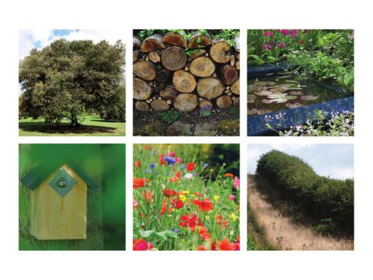 A B C Slide five Action: click on to slide five. A B C D E F A tree A log pile A pond A nestbox Flowers A hedge D E F Presenter: All kinds of birds and other wildlife are around us all the time.