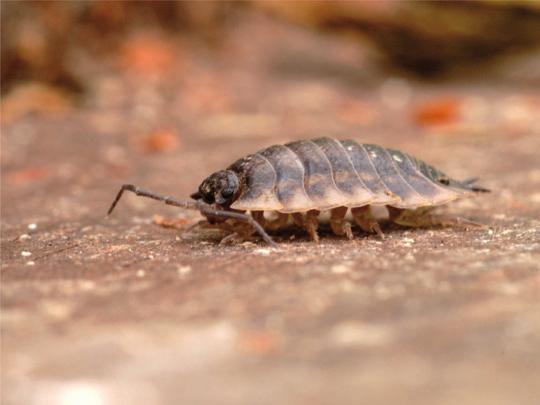 Slide 10 Action: click on to slide 10. Presenter: Who s this? It s a small creature that you might see in our school grounds. Yes it s a woodlouse. Have you ever seen one? (Rhetorical question).