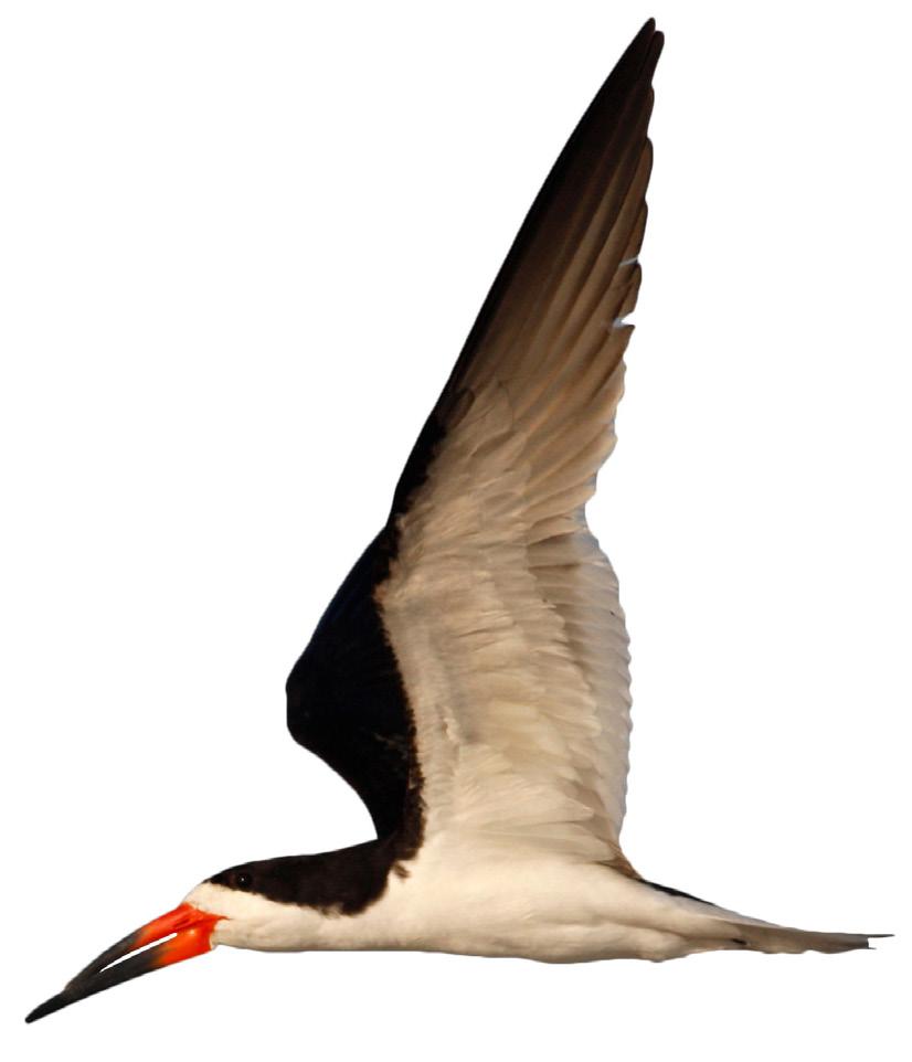 HISTORY OF THE BIRDS Terns and skimmers Iconic species of terns and skimmers that define the essence of the Coastal s birdlife are in serious decline because the islands that they depend on for