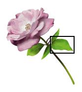 Vector Images Figure 5.1-3: Rose sample Figure 5.1-4: Rose Leaf with Handles http://www.adobe.