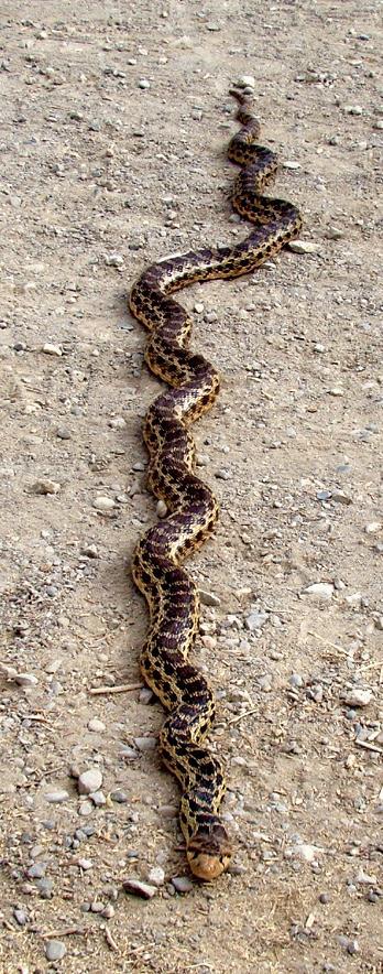 There are three snakes you might see on the trails: the Gopher Snake, the California Kingsnake, and the Coast Garter Snake, and one you won t see the Northern Pacific Rattlesnake.