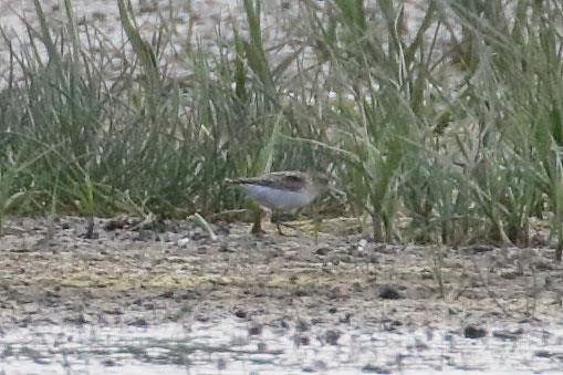 This is the first record of Least Sandpiper for