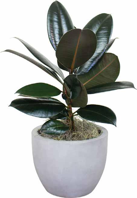 or Shipping 3 5 RUBBER PLANT Small $25 Medium $50* 1 * =