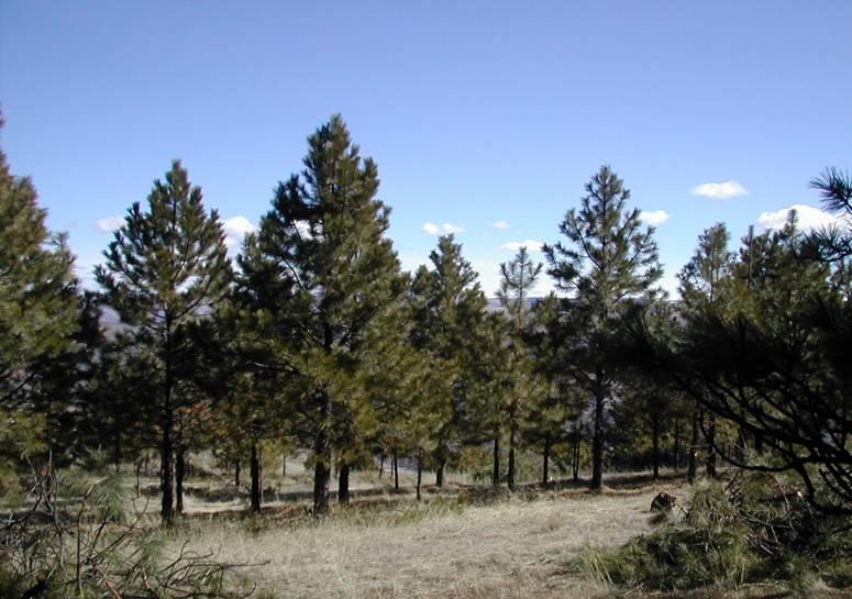 Project Response to Limiting Factors Ponderosa Pine: Changed fire regime, loss of large diameter trees, encroachment by Douglas-fir, weeds Project Goals: 50-80% tree canopy cover 25-45% shrub canopy