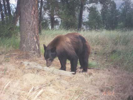 Surveys Small Mammals - 1999-2000 Pitfall and
