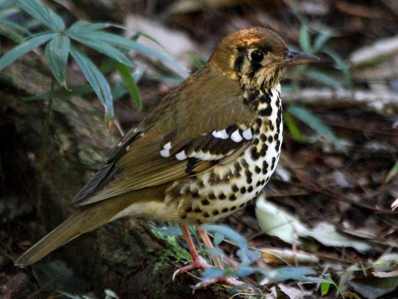 RBT South Africa Eastern Comprehensive and Western Cape Ext. Itinerary (Summer) 5 Spotted Ground Thrush by Glen Valentine depart early for Dlinza Forest near Eshowe.