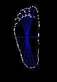 Human Identification Using Foot Features 27 Fig.5. The distance between the center and outer point by different angles were measured. The final features foot widths.