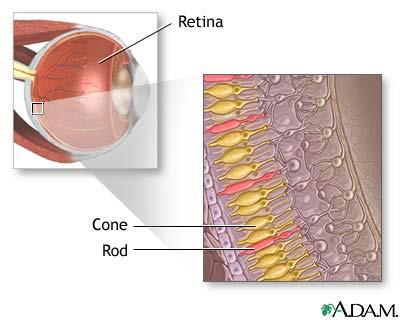 Biological Background The human retina consists of two classes of photo receptors: ~120 million rods distributed over the whole retina.