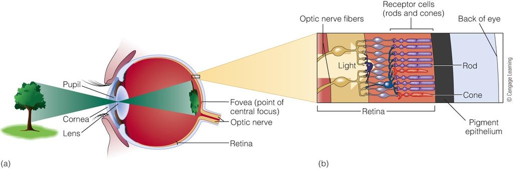 The eye contains receptors for vision Light enters the eye through the pupil and is focused by the
