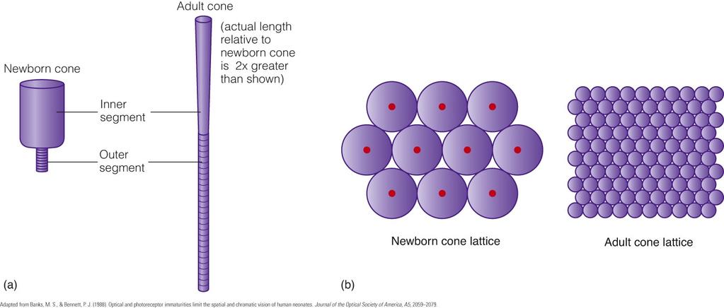 The newborn s cones contain less visual pigment and therefore do not absorb light as effec5vely as adult cones.