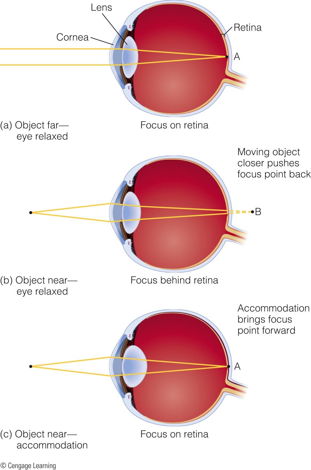 Light is Focused by the Eye The cornea, which is fixed, accounts for about 80% of focusing. The lens, which adjusts shape for object distance, accounts for the other 20%.