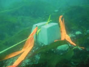 Dive surveys Identify and count plants in 30 m x 1 m swaths Transect endpoint markers
