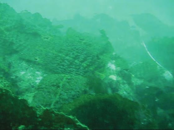 Kelp species Density before dam removal and in