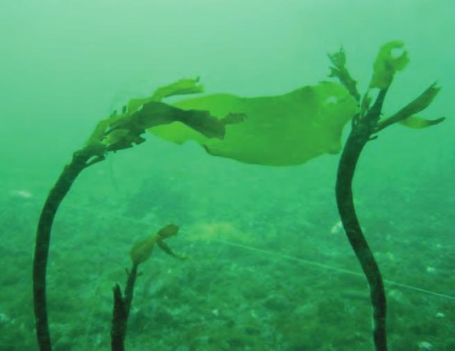 Changes in Kelp and Other Seaweeds Following