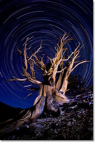 "Essence of Time" - Bristlecone National Forest The Technicals: Canon 5D, 17-40mm, LED headlamp Exposure: ISO 400, f/5.