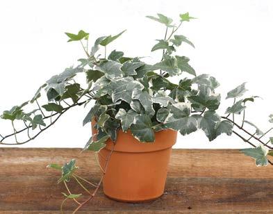6½" Variegated Ivy Approximately 9" H 105G
