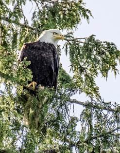 by Tom Layton Eagle in Tree by Lionel Harris
