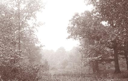 Forest Preserve founders were struck by the open structure of oak forests, calling them natural parks.