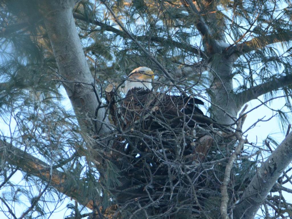confirming that the eagles are still in the area. A pair of adult Bald Eagles was reported over Rosedale Lake on March 24, 2018.
