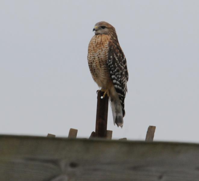 Red-shouldered Hawk on BMS snow fence along