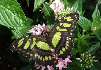 Butterfly Encounter Wild Wings 20 Minute Program Join hundreds of butterflies at the most glorious stage of their fascinating lifecycle in a
