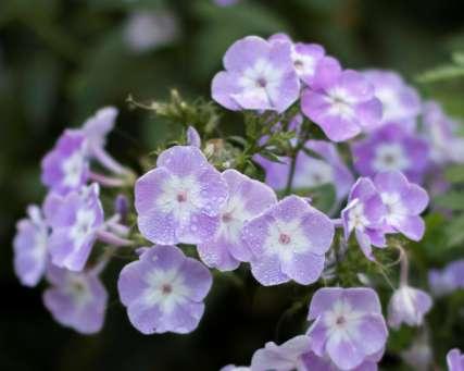 Had to look at the color wheel again, and the answer is clear. Connie Stirling-Engman discovered another photo subject in the gardens, lavender colored phlox.