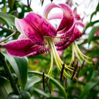 Cayuga Nature Photographers Newsletter Vol. XXVI, No. 9 Brian Chabot found a pair of lilies in peak bloom.