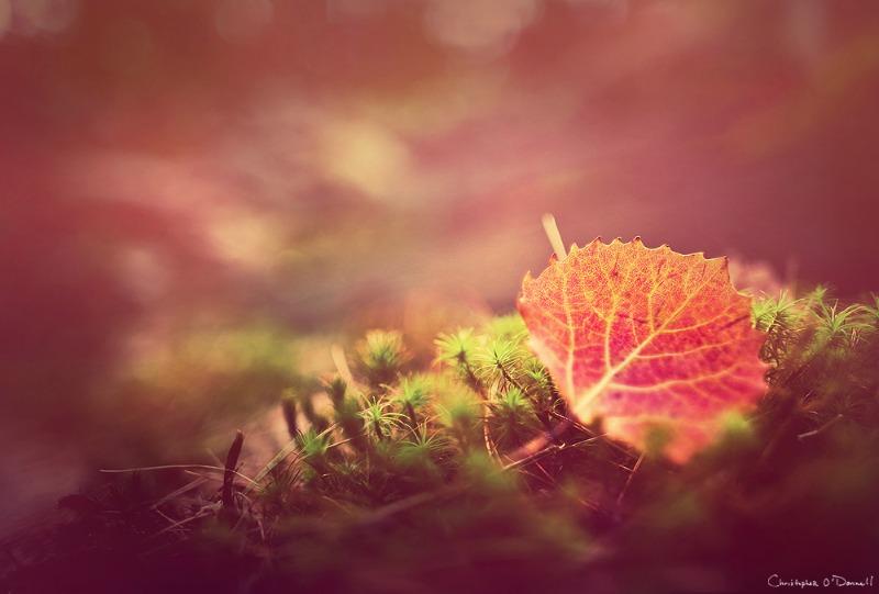 Controlling your depth of field can greatly enhance the autumn atmosphere you wish to create.