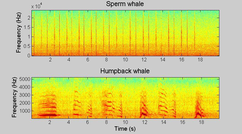 Figure 1. Spectrograms (256 point FFT Hanning windows with 50% overlap) of typical sperm whale (top) and humpback whale (bottom) calls.