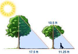 11. Use the scale factor to find the height of the taller tree. SPIRAL 12.