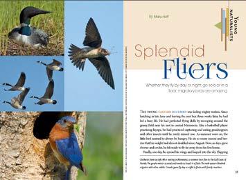 Splendid Fliers Study Questions Multidisciplinary classroom activities based on the Young Naturalists nonfiction story in Minnesota Conservation Volunteer, Sept. Oct. 2015, www.mndnr.