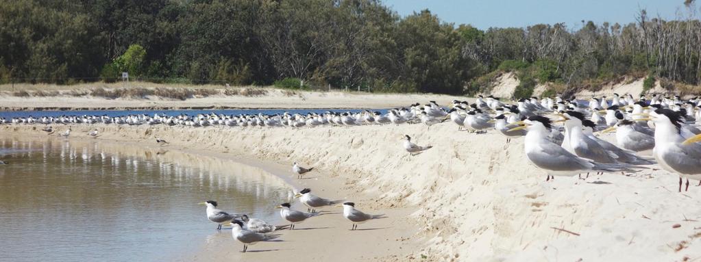 Byron Shire Council Byron Wetlands and Vallance s Road STP. Birdlife Australia Shorebird 2020 volunteer bi annual counts for shorebirds in five different locations.
