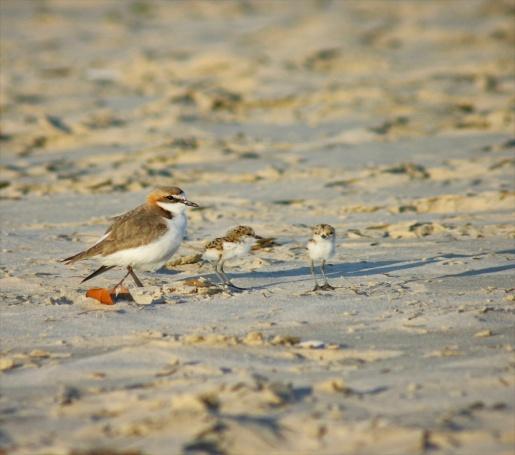 Red capped Plovers: You have to be quick to see these tiny