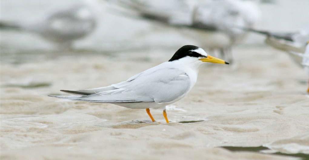 Others such as the Little Tern used to breed on our beaches but although it remains a regular visitor, it has not bred in