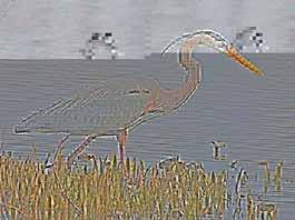 Hg concentrations in great blue heron eggs in the NE