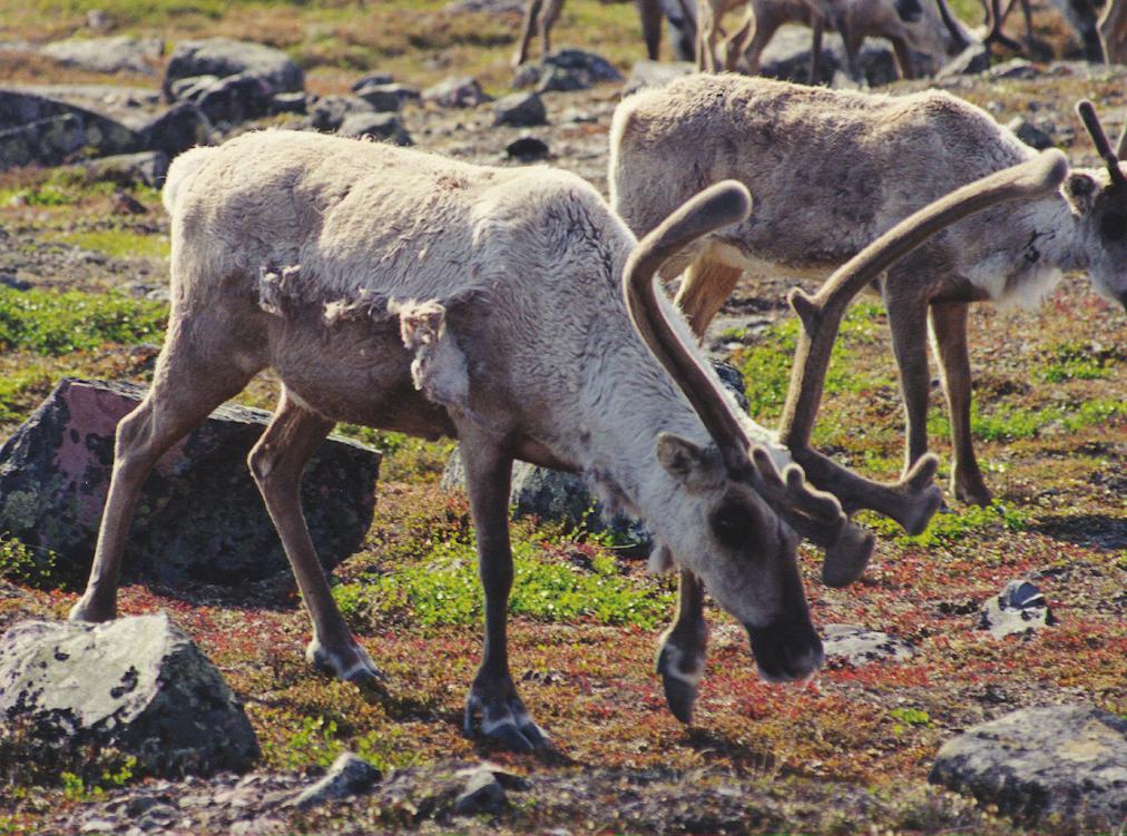 Barren-ground caribou - Photo Credit: Rob Gau, ENR ANNUAL REPORT Under subsection 23(1) of the Species at Risk (NWT) Act, the Species at Risk Committee must submit an annual report to the Conference