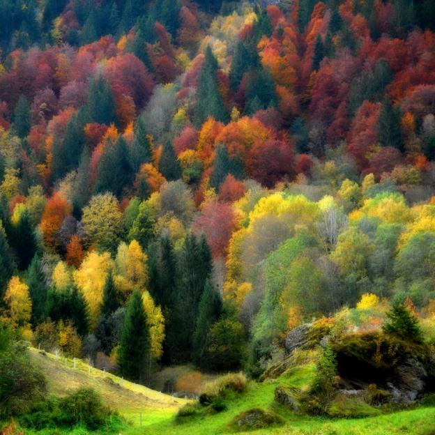 Overcast skies: In the image below we see the fall colors on a slope under overcast skies captured by Philippe Sainte-Laudy.