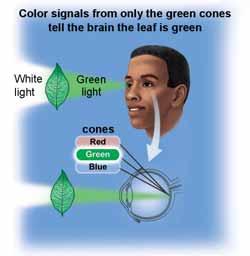 How color is perceived The additive color process How we perceive color Two ways to see a color Our eyes work according to an additive color process three photoreceptors (red, green, and blue) in the