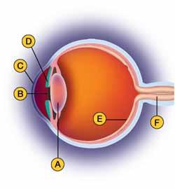 18.2 Section Review 1. Match the parts of the eye to their functions: Structure Function 1. iris a. hole through which light enters 2. cornea b. opens or closes to change the pupil 3. lens c.