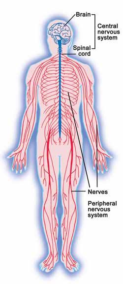 18.1 The Nervous System Which body system allows you to see and hear? Which body system keeps your other systems working properly? You are right if you guessed your nervous system.