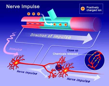 How a nerve impulse works Electrical and chemical signals Non-stop nerve impulses A withdrawal reflex starts when sensory nerves in your skin receive a stimulus from outside the body.